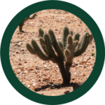 Cropbio Cholla