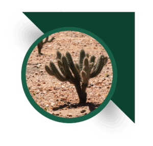 Cropbio Cholla
