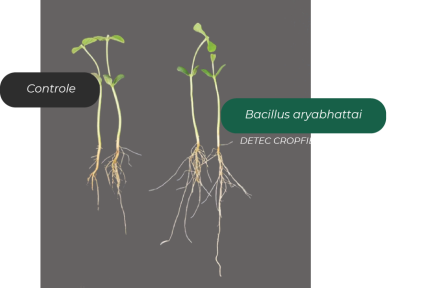 Cropbio Cholla